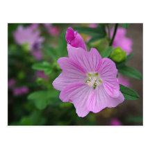 Pink Petunia Post Card