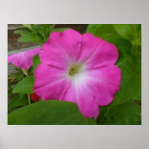 Pink Petunia Print