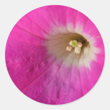 Pink Petunia Stickers