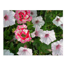 Pink Petunias Post Card