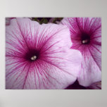 pink petunias posters