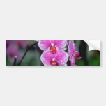 Pink Phalaenopsis flowers Bumper Stickers