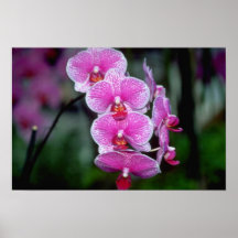 Pink Phalaenopsis flowers Print