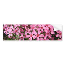 Pink Phlox
