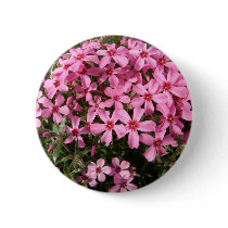 Pink Phlox