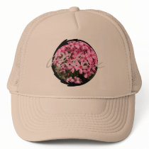 Pink Phlox