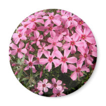 Pink Phlox