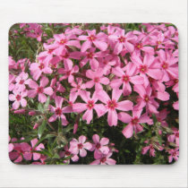 Pink Phlox
