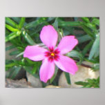 Pink Phlox Posters