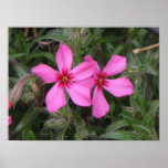 Pink Phlox Poster