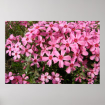 Pink Phlox