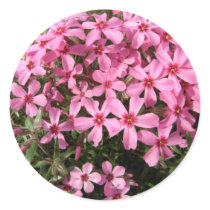 Pink Phlox
