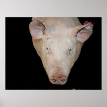 Pink pig head against black background poster