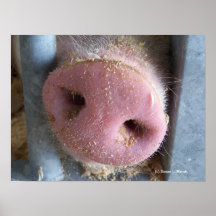 Pink Pig nose close up photograph Posters