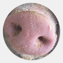 Pink Pig nose close up photograph Sticker
