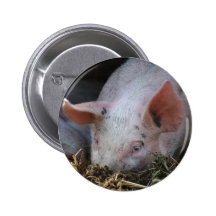 Pink pig photo