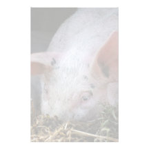 Pink pig photo customized stationery
