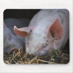 Pink pig photo mouse pads