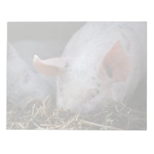 Pink pig photo notepads