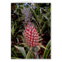 Pink Pineapple cards
