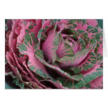 Pink Pink Cabbage flowers Cards