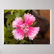 Pink Plumed Petal Poster
