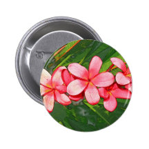 Pink plumeria