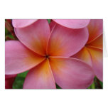 Pink Plumeria Notecard