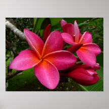 Pink Plumeria Print