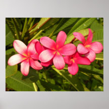 Pink plumeria poster