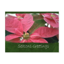 Pink Poinsettias 3 - Seasons Greetings