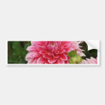 "Pink Pom Pom Dahlia" Bumper Sticker