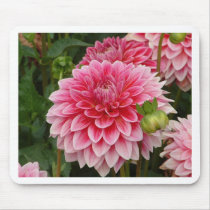 "Pink Pom Pom Dahlia" mousepads