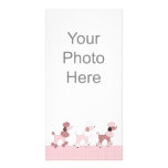Pink Poodles On Parade Photo Card