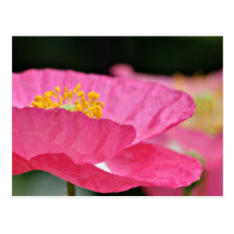 Pink Poppy Postcard