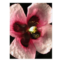 Pink Poppy Postcard
