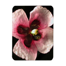 Pink Poppy Premium Magnet