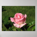 Pink Promise Hybrid Tea Rose 132 posters
