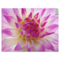 Pink Purple White Dahlia Flower Flyer paper