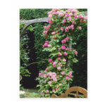 Pink Rambler Rose Francoise Juranville Over Pergol Post Card