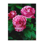 Pink & Red Roses Postcard