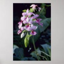 Pink Regnieri (Calanthe Vestita) flowers Print
