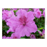 Pink Rhodie Greeting Card