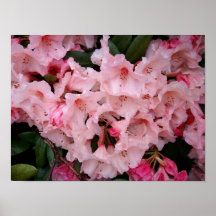 Pink Rhodies Posters