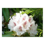 Pink Rhododendron Flower in Cedar Business Cards