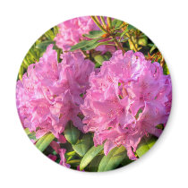 Pink Rhododendron II