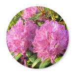 Pink Rhododendron II magnets
