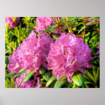 Pink Rhododendron II
