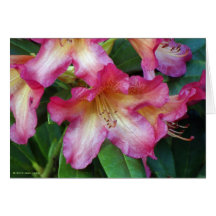 Pink Rhododendron Note Card