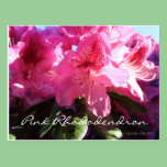 pink rhododendron postcards